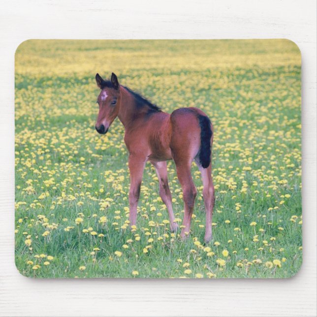 Tapis De Souris Colt dans un champ de pissenlits (Devant)