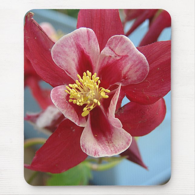 Tapis De Souris Columbine Flower (Devant)