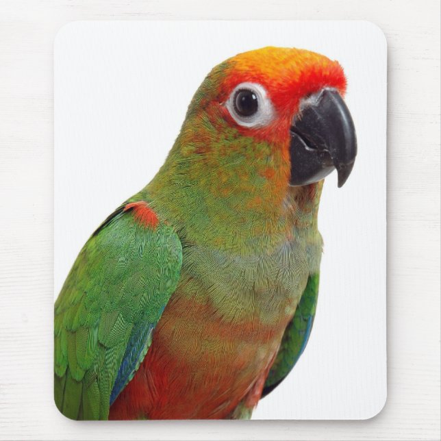 Tapis De Souris conure D'or-couvert (Devant)