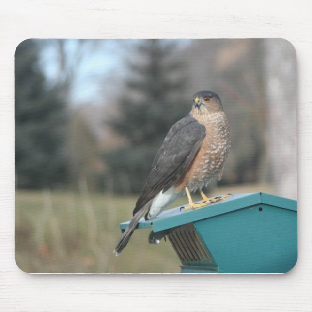 Tapis De Souris Coopers Hawk (Devant)