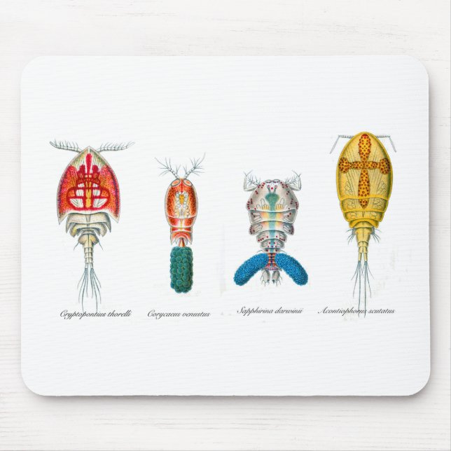 Tapis De Souris Copepods (Devant)