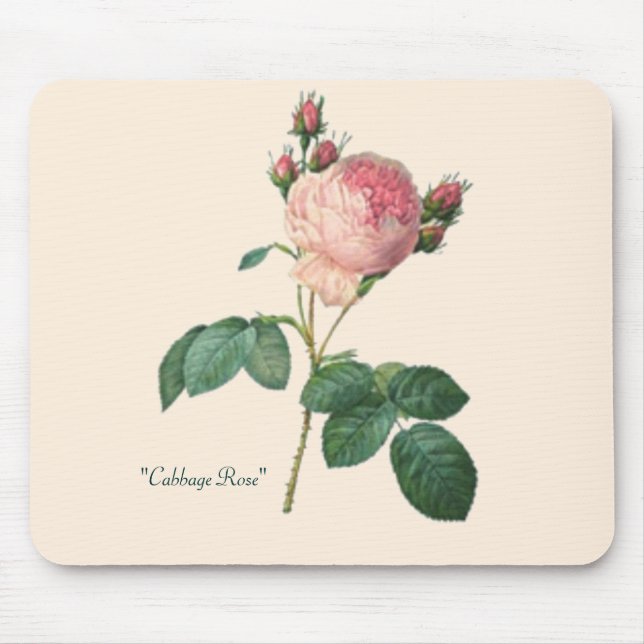 Tapis De Souris Copie botanique de rose de chou (Devant)
