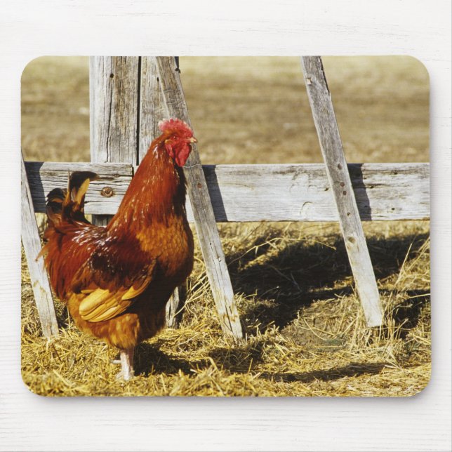 Tapis De Souris Coq Rhode Island Red (Devant)