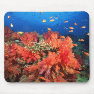 Tapis De Souris Corail et poissons