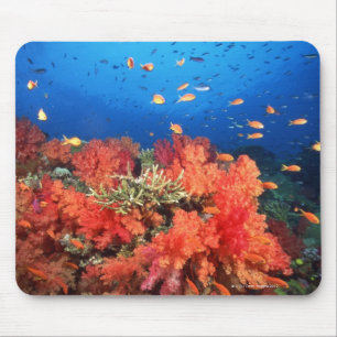 Tapis De Souris Corail et poissons