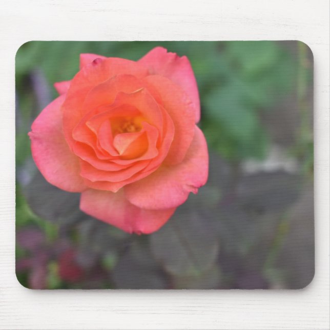 Tapis De Souris Corail rose Rose Nature Photographie Plante (Devant)