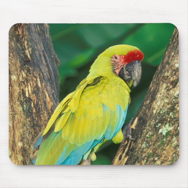 Tapis De Souris Costa Rica, Ara Ambigua, Great Green Macaw. (Devant)