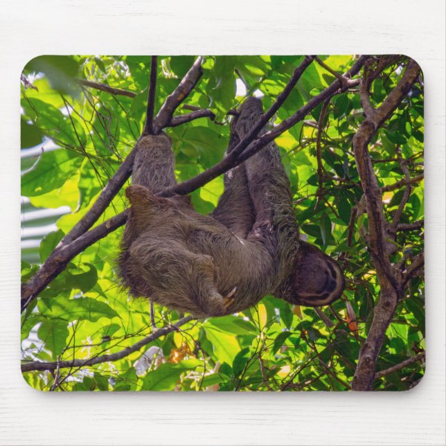 Tapis De Souris Costa Rica - Happy Lazy Sloth, Antonio Manuel NP (Devant)