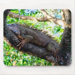 Tapis De Souris Costa Rica, Muelle - Lazy Iguana reposant dans un