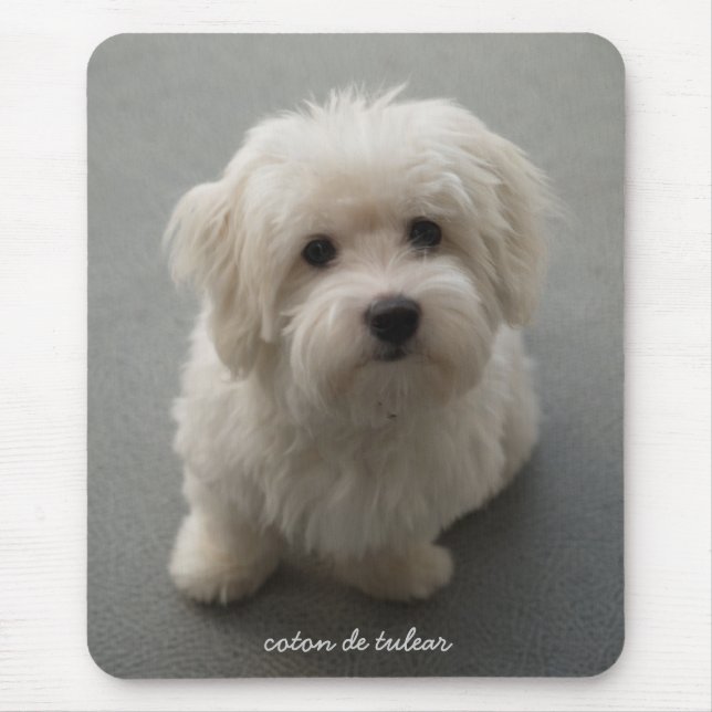 Tapis De Souris Coton de Tulear (Devant)