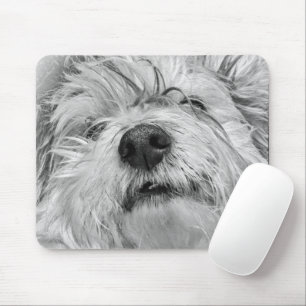 Tapis De Souris Coton de Tulear dog