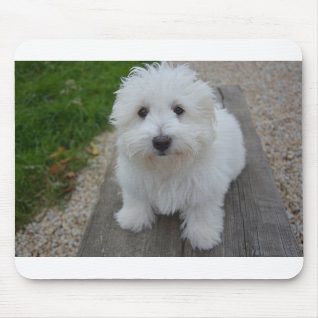 Tapis De Souris coton de tulear on bench (Devant)