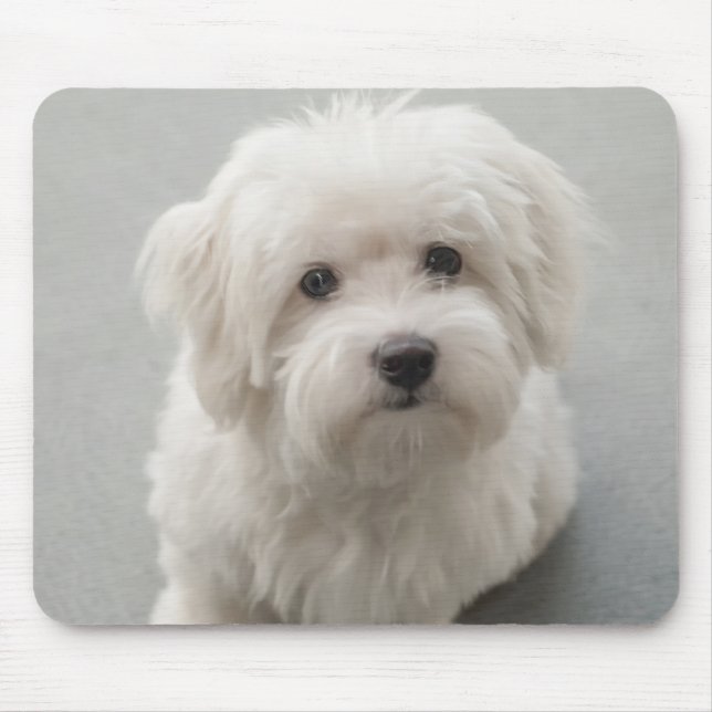 Tapis De Souris Coton de Tulear Puppy de Maisie (Devant)