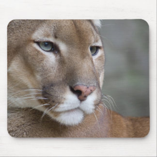 Tapis De Souris COUGAR face yeux macro chats sauvages