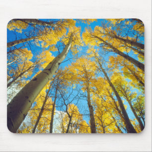 Tapis De Souris Couleurs d'automne des arbres d'Aspen 2