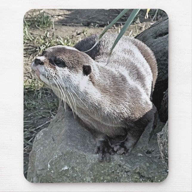 TAPIS DE SOURIS COUPER OTTER   (Devant)