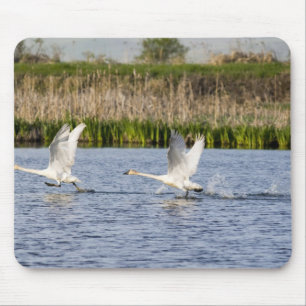 Tapis De Souris Couple de cygnes de la toundra en décollage pour