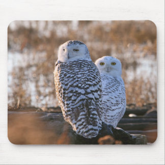 Tapis De Souris Couples de hibou de Milou