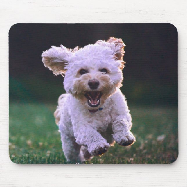 Tapis De Souris Courir un chien blanc de caniche mignon chien (Devant)