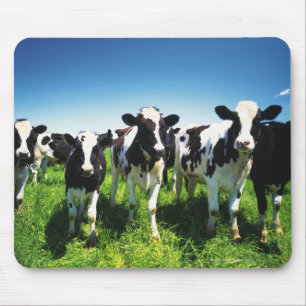 Tapis De Souris Cows in the field, Betsukai town, Hokkaido