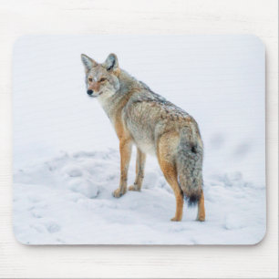 Tapis De Souris Coyote aux aguets dans la neige