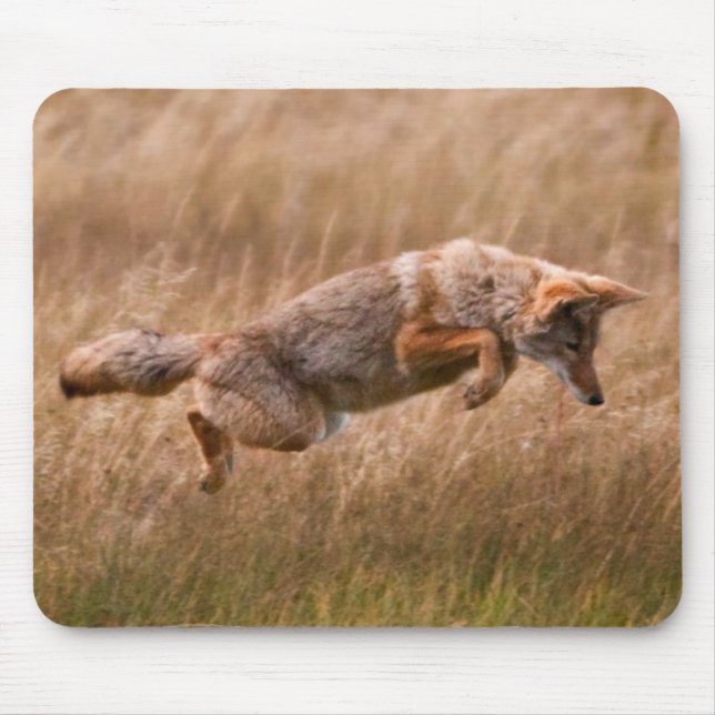 Tapis De Souris Coyote sautant - prés de gibbon (Devant)