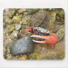 Crabe de Beach Fiddler