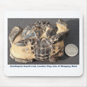 Tapis De Souris Crabe fossile de l'argile de Londres d'Eocene
