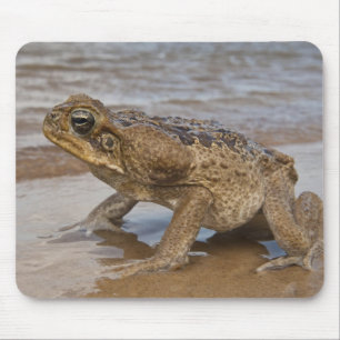 Tapis De Souris Crain de canne Rhinella marina, précédemment Bufo