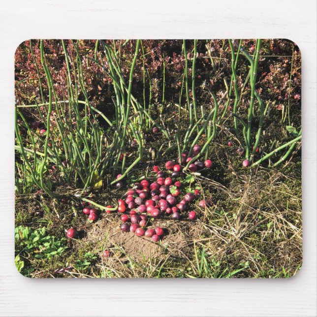 Tapis De Souris Cranberry Farm, Long Beach, Washington (Devant)