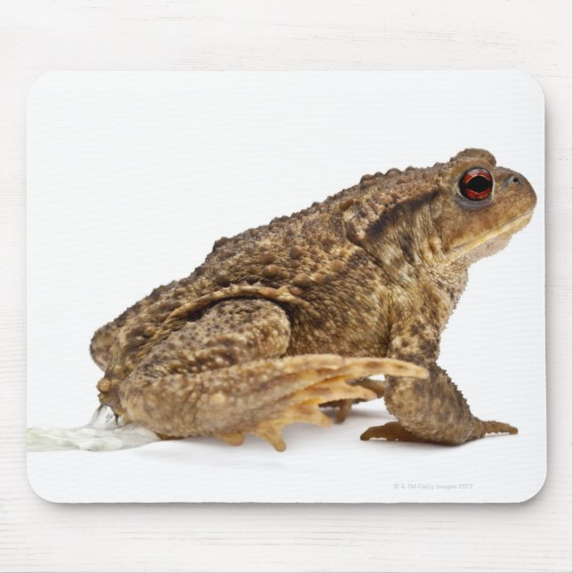 Tapis De Souris Crapaud commun ou crapaud européen (Bufo bufo) pis (Devant)