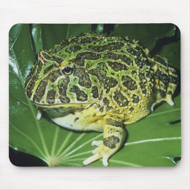 Tapis De Souris Crapaud Orné, (Ceratophrys ornata), (Devant)