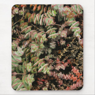 Tapis De Souris Crassula perforata