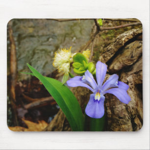 Tapis De Souris Crested Dwarf Iris blue purple white flower