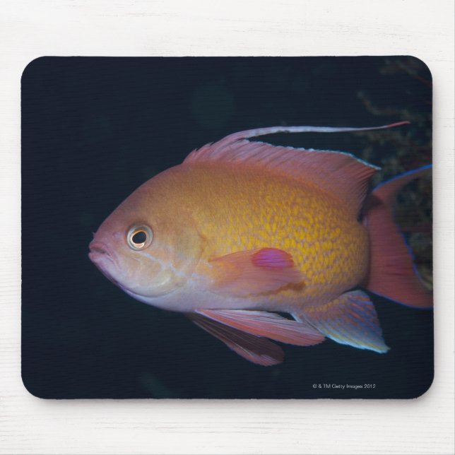 Tapis De Souris Crimson Seabream (Devant)