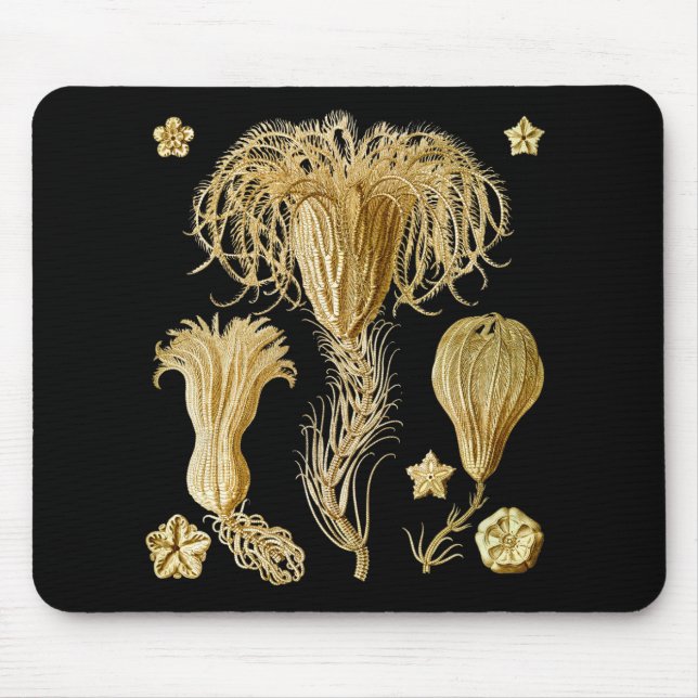 Tapis De Souris Crinoids (Devant)