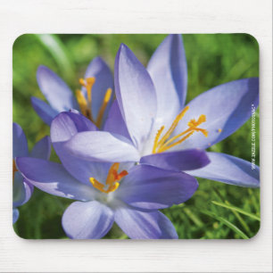 Tapis De Souris Crocus