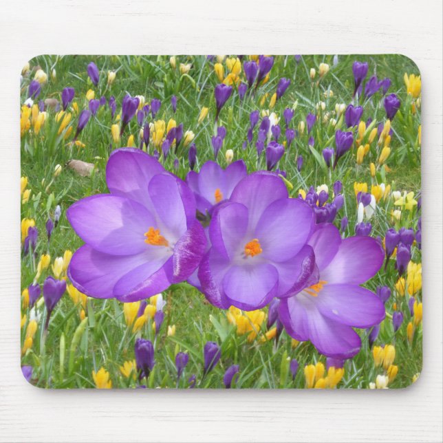 Tapis De Souris Crocus jaunes et violets (Devant)