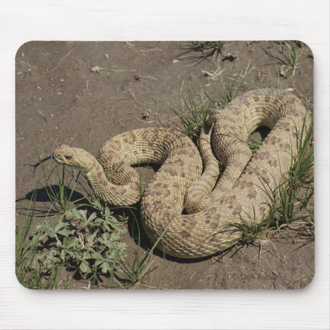 Tapis De Souris Crotale des prairies R6 (Devant)