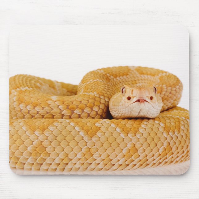Tapis De Souris Crotlesnake de l'Ouest de l'Albino (Crotalus A (Devant)