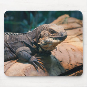 Tapis De Souris Ctenosaura melanosterna