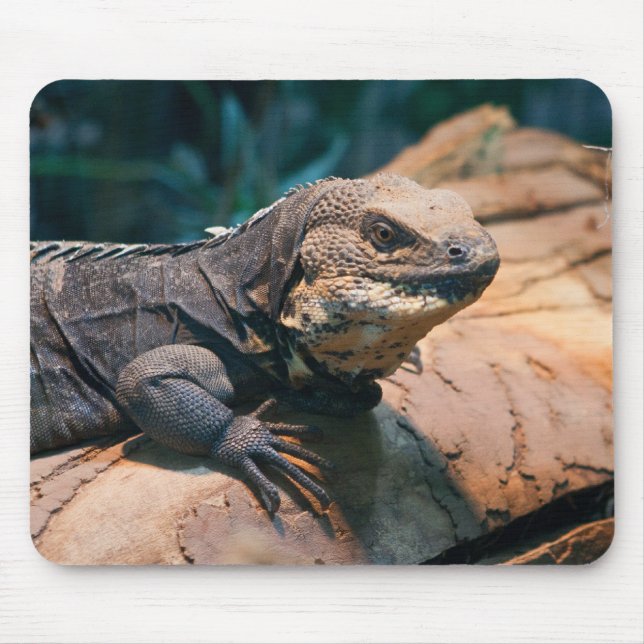 Tapis De Souris Ctenosaura melanosterna (Devant)