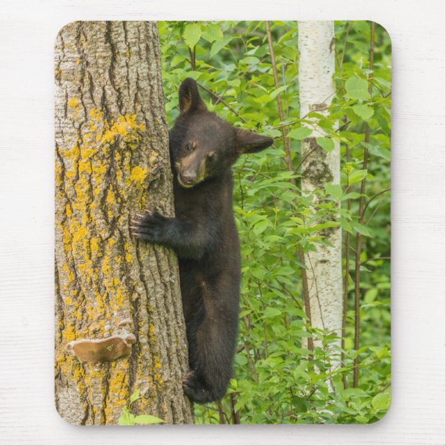 Tapis De Souris Cube d'ours noir | Minnesota (Devant)