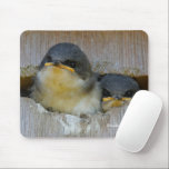 Tapis De Souris Cute Baby Tree Swallows Regard sur le Grand Monde<br><div class="desc">Ajoutez une touche de nature à votre ordinateur portable ou à votre ordinateur avec cette mousepad fantaisiste et à thème faunique. Ces nids d'hirondelles d'arbre sont presque prêts à s'envoler et à prendre l'aile dans le grand monde à l'extérieur de leur nichoir, qui devient un peu bondé maintenant ils sont...</div>