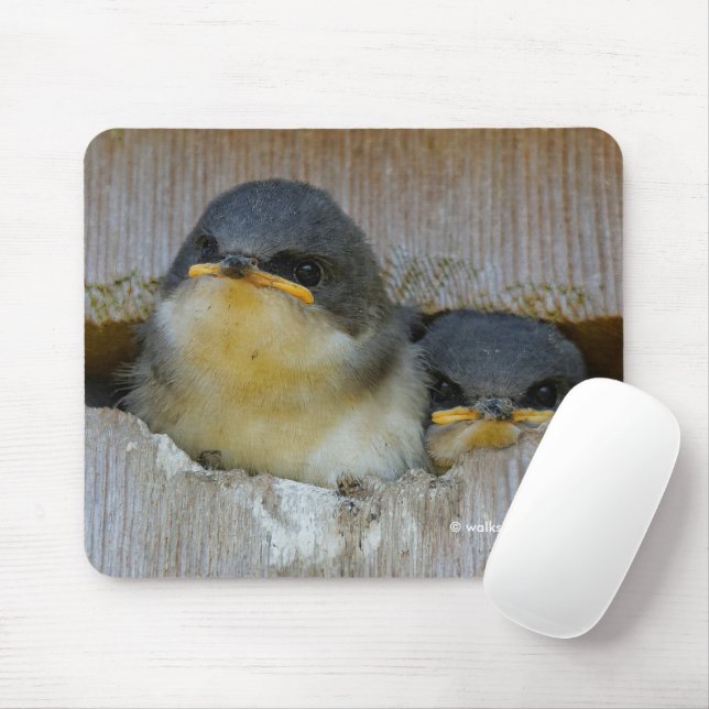 Tapis De Souris Cute Baby Tree Swallows Regard sur le Grand Monde (Avec souris)
