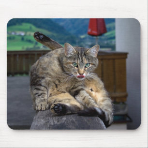 Tapis De Souris Cute Chat Interrompu En Grooming