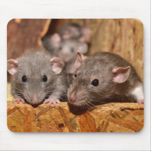 Tapis De Souris Cute et ironique
