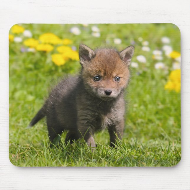 Tapis De Souris Cute Fluffy Red Fox Cub Wild Baby Animal Photo - (Devant)