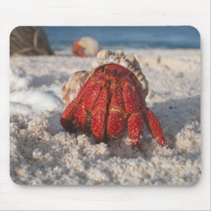 Tapis De Souris Cute Hermit Crab on White Sandy Beach Closeup