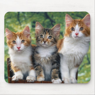 Tapis De Souris cute-kittens-with-nature-backgrounds_jpg 3